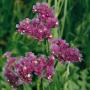Seminte profesionale Limonium sinuatum - Flori de pai - imagine 48767